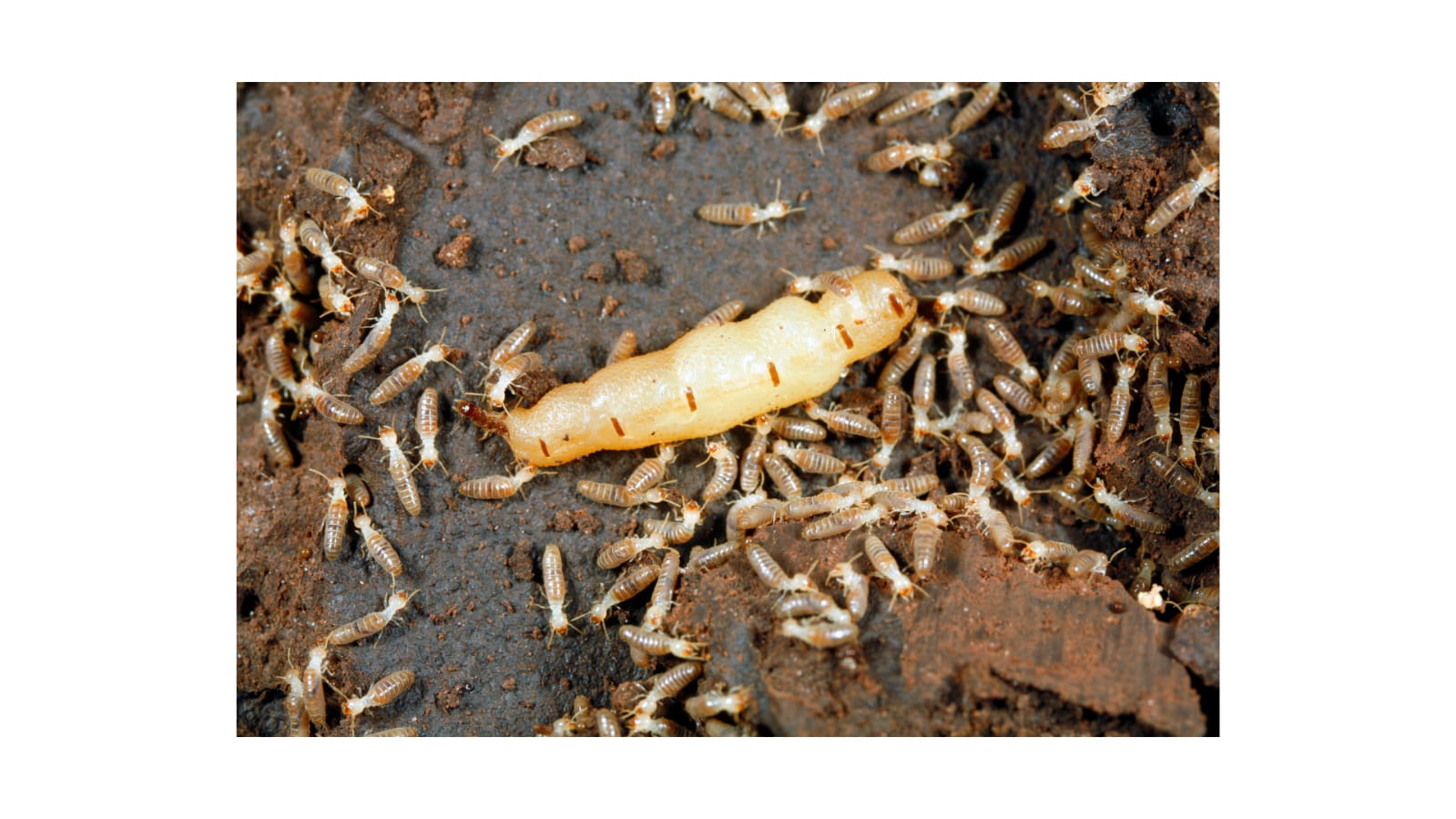 Termites
